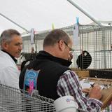 Aalten, Kleindiervereniging, keuring, 8 oktober 2016 024.jpg